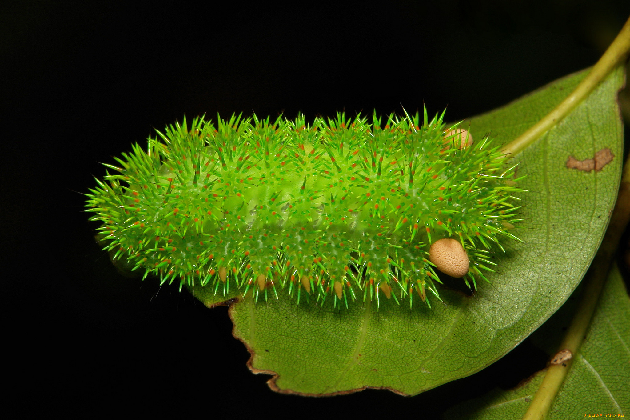 , , , , , , , itchydogimages